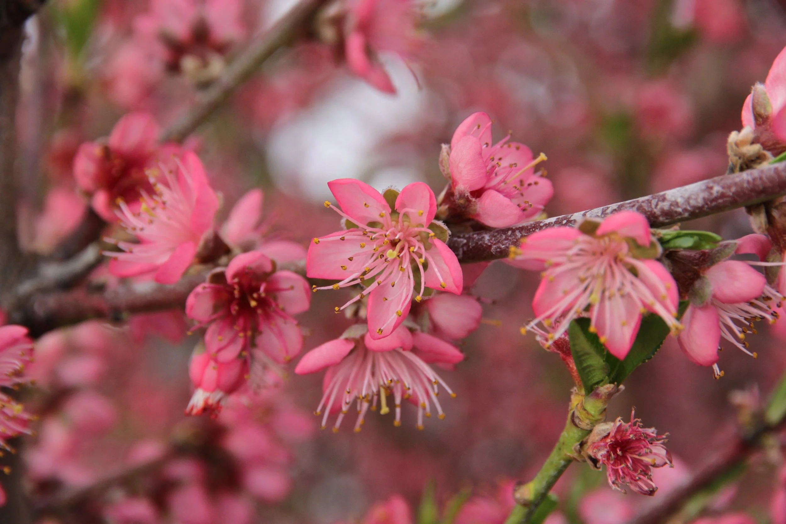 FRUIT: PEACHES — ZOLLINGER FRUIT & TREE FARM